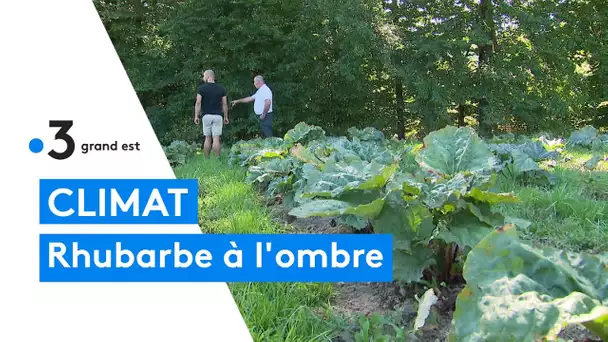 Des panneaux photovoltaiques pour protéger la culture de rhubarbe du soleil