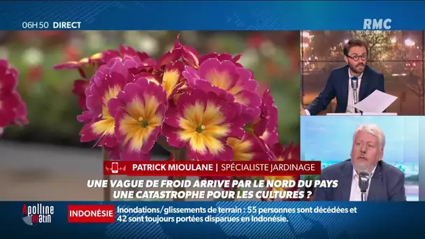 Nos fleurs déboussolées par les changements de températures.