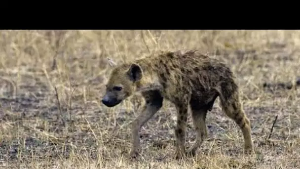 Kenya : Deux personnes tuées par des hyènes en l’espace d’une journée près de Nairobi