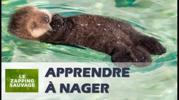 Un bébé loutre apprend à nager - ZAPPING SAUVAGE 66