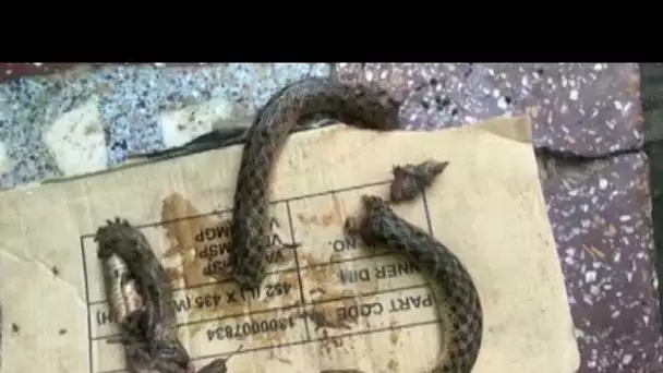 Inde : victime d&#039;une morsure de serpent, un homme mord le reptile et le réduit en pièces