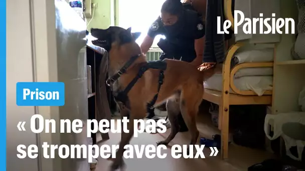 « Je connais mon chien, je vois son changement de comportement » : au cœur d’une fouille de cellule