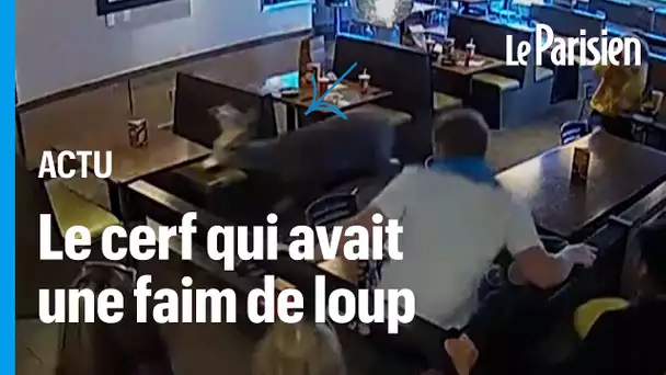 États-Unis : quand un cerf débarque violemment dans un restaurant de pâtes à l’heure du déjeuner