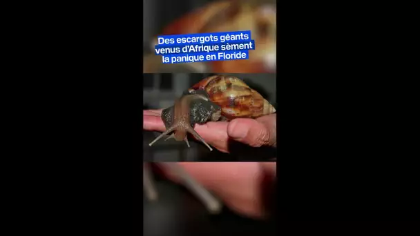 Des escargots géants venus d’Afrique de l’Est sèment la panique en Floride