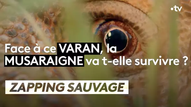 Varan VS Musaraigne - ZAPPING SAUVAGE