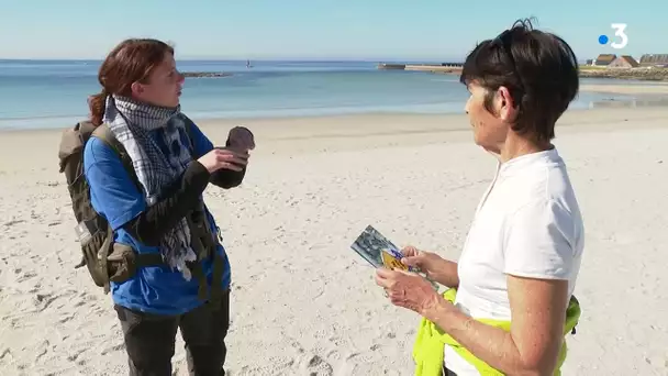 Déconfinement : protéger la nidification des oiseaux sur le littoral