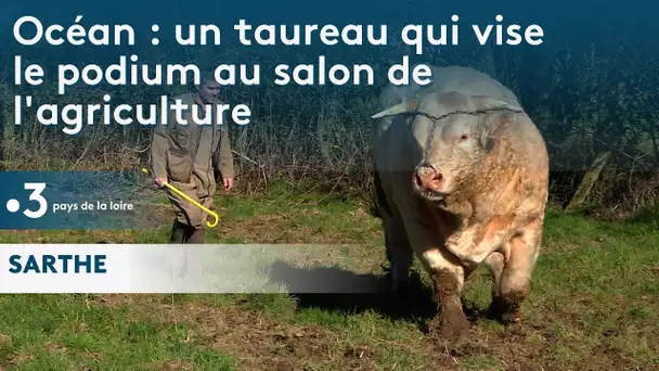 Sarthe : le taureau Océan vise le podium au salon de l'agriculture