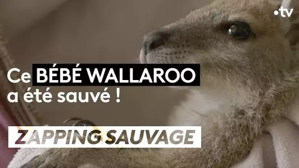 ZAPPING SAUVAGE – Un bébé wallaroo recueilli dans un refuge australien