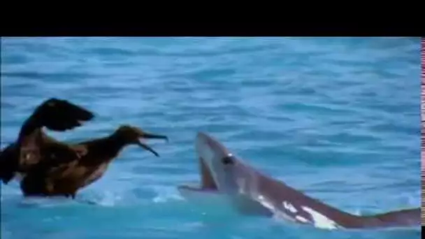 Albatros vs Requin Tigre