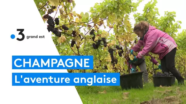 L'aventure de deux maisons de Champagne qui font pousser des vignes au Royaume-Uni