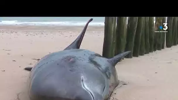 Une baleine à bec meurt après s'être échouée sur une plage du Pas-de-Calais