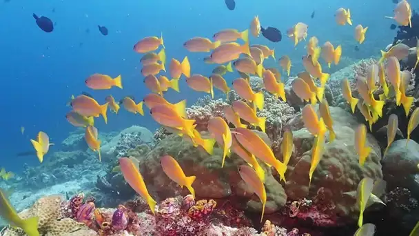 Méditerranée ou mer des Caraïbes ? La température de l'eau est exceptionnellement haute cet été