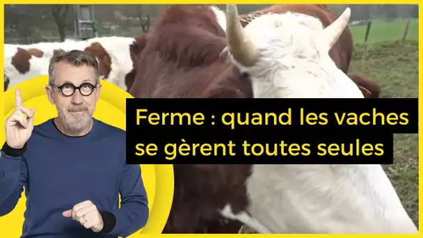 Ferme : quand les vaches se gèrent toutes seules - C Jamy