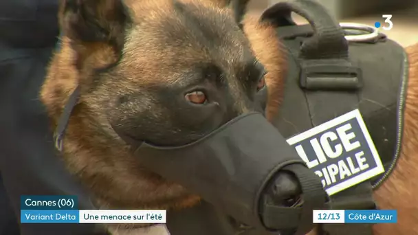 Cannes : des chiens sont utilisés pour détecter les positifs au Covid 19 pendant le festival