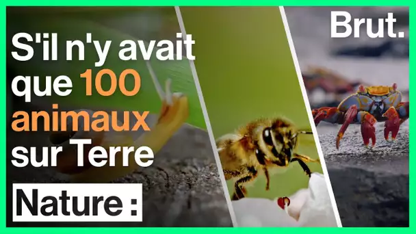 S'il n'y avait que 100 animaux sur Terre