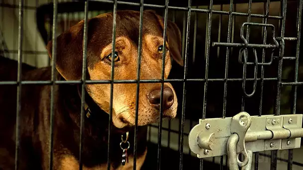 Ce chien mignon finit en prison 😥 | L'Incroyable aventure de Bella | Extrait VF