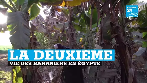 Des bananiers recyclés en sacs à main en Égypte
