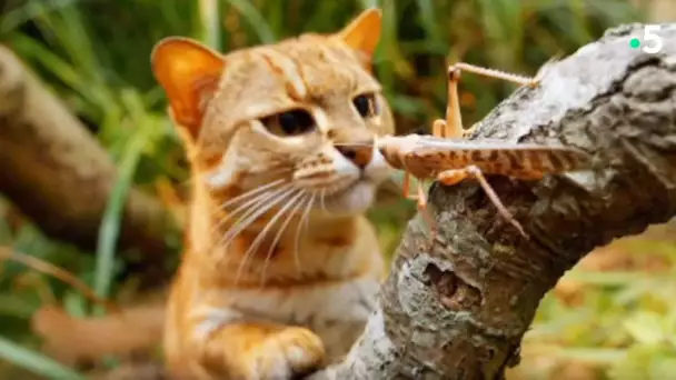 Ce chat mange des insectes ! - ZAPPING SAUVAGE