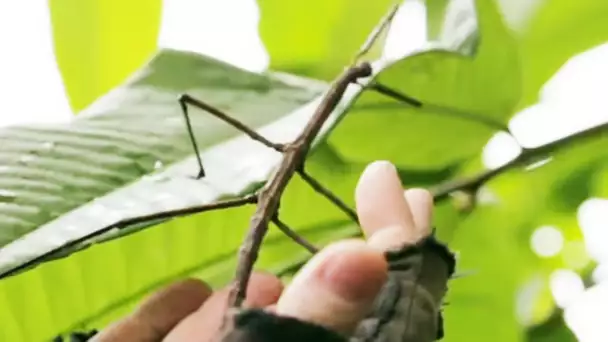 Ce phasme géant est spectaculaire - ZAPPING SAUVAGE