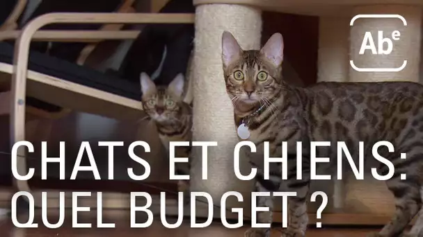 A Bon Entendeur | Animaux de compagnie : combien chat coûte ?
