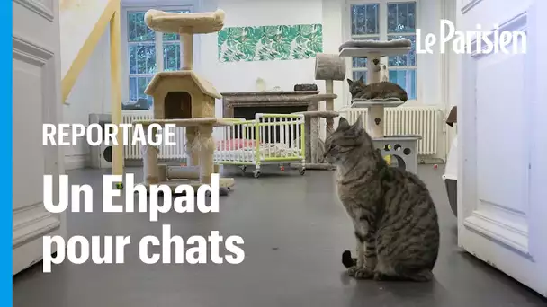 A Louveciennes, une maison de retraite… pour chats !