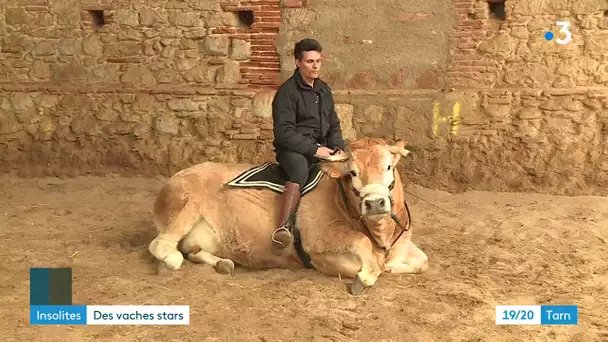 Simone et Mona, des vaches stars dressées dans le Tarn