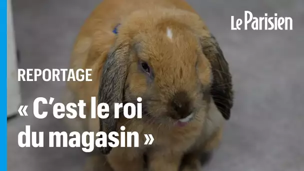 Pumba, le lapin mascotte qui se balade en liberté dans les allées du Truffaut Montparnasse