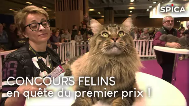 Concours félins : en quête du premier prix !