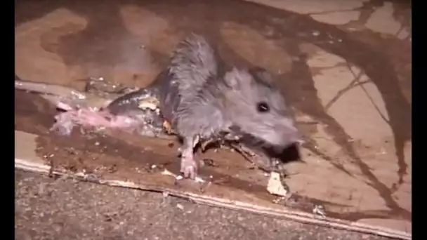 Prolifération de rats à Paris : la vidéo choc