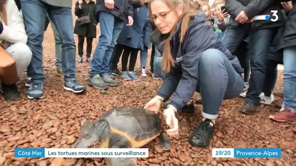 Var : sur la trace des tortues caouanne