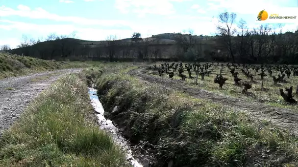 L’agroforesterie appliquée à la viticulture, ça marche !