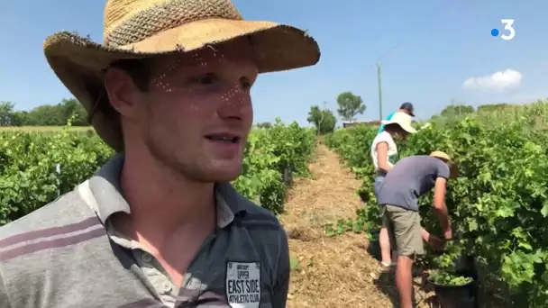 Travailler à la ferme en échange d'un hébergement : comment le Wwoofing s'implante en Occitanie
