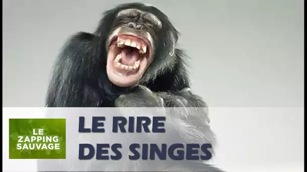 Le rire des singes - ZAPPING SAUVAGE 68