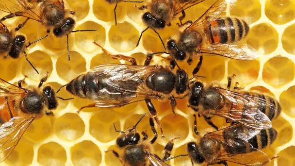 Une abeille tue sa sœur et s&#039;empare du trône - ZAPPING SAUVAGE