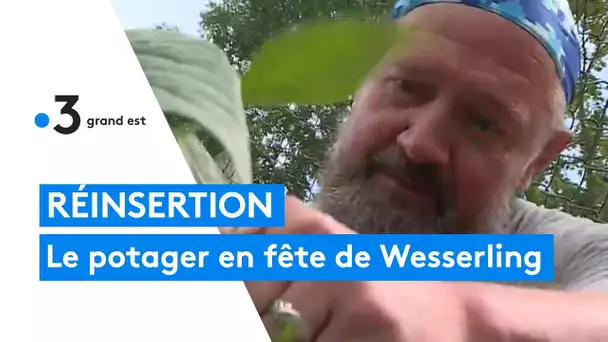 Réinsertion : le potager en fête de Wesserling