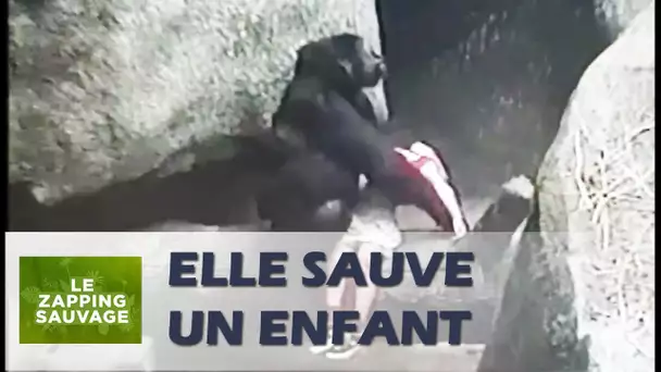 Une gorille sauve la vie d&#039;un enfant - ZAPPING SAUVAGE 7