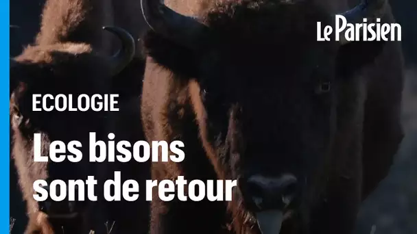 La résurrection des bisons en Europe