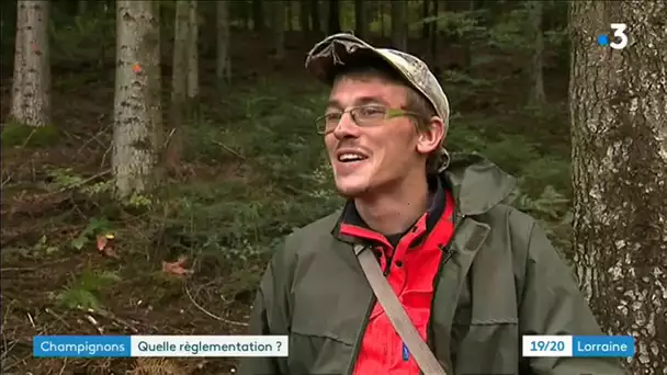 Champignons : les droits et devoirs des cueilleurs