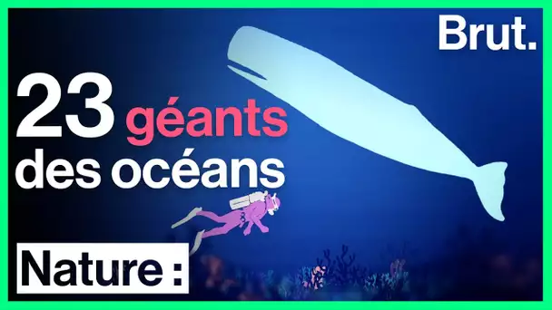 23 géants des océans