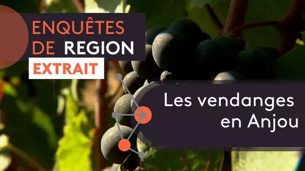 Les vendanges en Anjou [extrait Enquêtes de région]