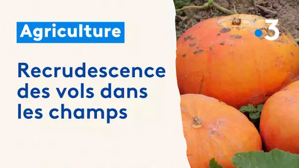 Recrudescence des vols dans les champs, réactions des agriculteurs.