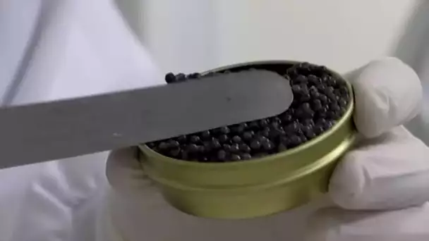 Caviar : l'or noir d’Aquitaine