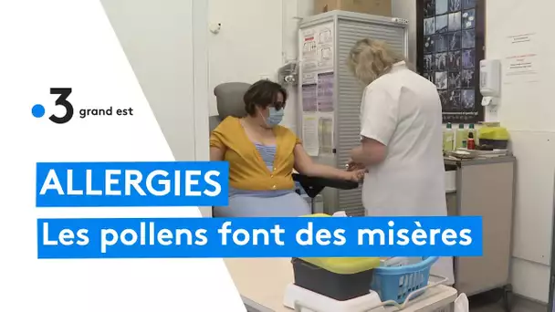Alerte rouge pour les allergies aux pollens en Alsace
