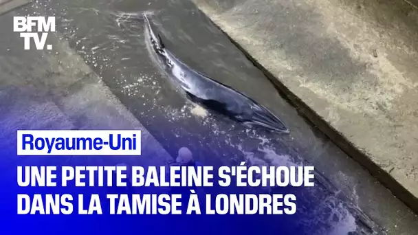 Royaume-Uni: une baleine a été retrouvée échouée dans la Tamise à Londres