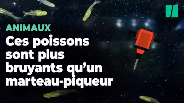 Ce tout petit poisson est plus bruyant qu’un marteau-piqueur et on sait enfin pourquoi