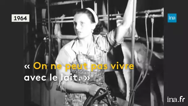 Le malaise des producteurs laitiers depuis les années 1960 | Franceinfo INA