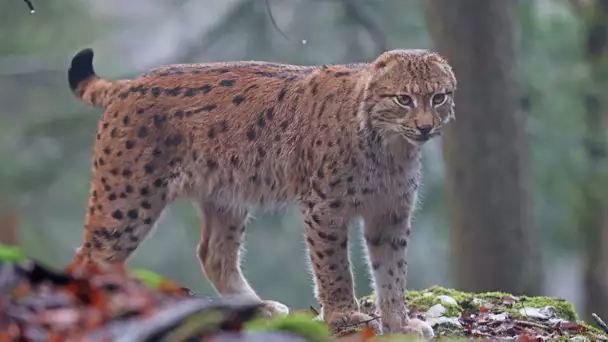 Un lynx sans oreille observé depuis quelques années dans le massif du Jura