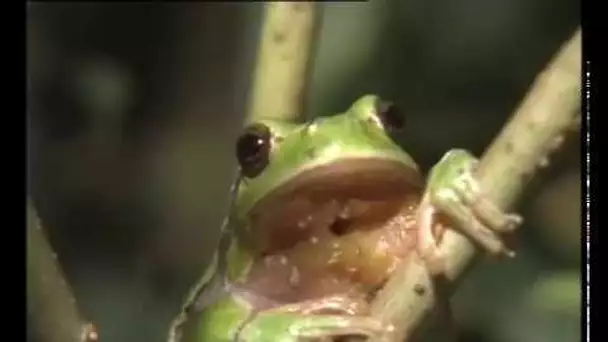 La Grenouille et le crapaud - Documentaire animalier