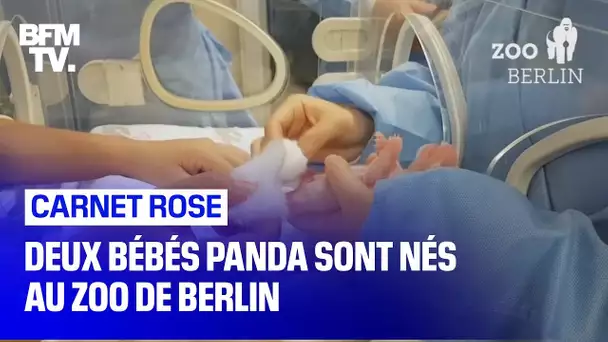 Deux bébés panda sont nés au zoo de Berlin