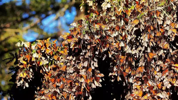 1 million de papillons sur un arbre, regardez pourquoi - ZAPPING SAUVAGE